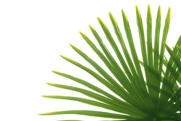 Beyaz arkaplanda izole edilmiş tropik bir palmiye ağacının yeşil yaprağı. — Stok fotoğraf
