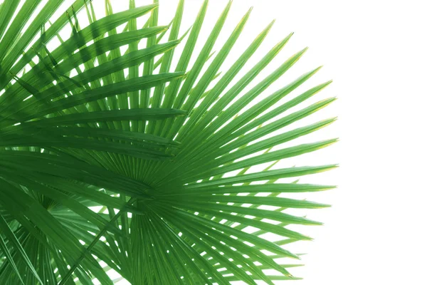 Beyaz arkaplanda yeşil palmiye ağacı şekilli yapraklar var. — Stok fotoğraf