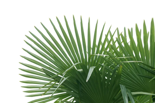 Feuilles de palmier vert naturel en forme de éventail isolé sur fond blanc — Photo