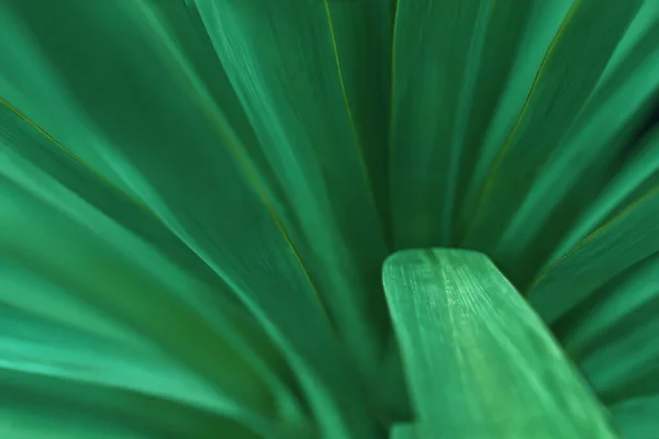 Nahaufnahme von Blättern einer kleinwüchsigen Gartenpalme mit geringer Schärfentiefe mit einem gebogenen Blatt zur Produktplatzierung. natürliche abstrakte grüne Hintergrund. — Stockfoto