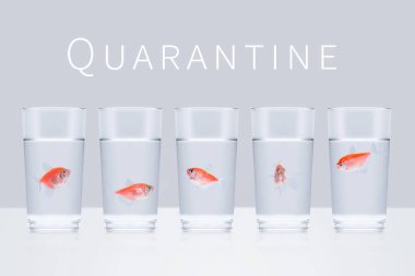 Five red aquarium fish swim in separate glasses on a gray background with the word Quarantine. Stay home, social distance, self isolation, quarantine concept clipart