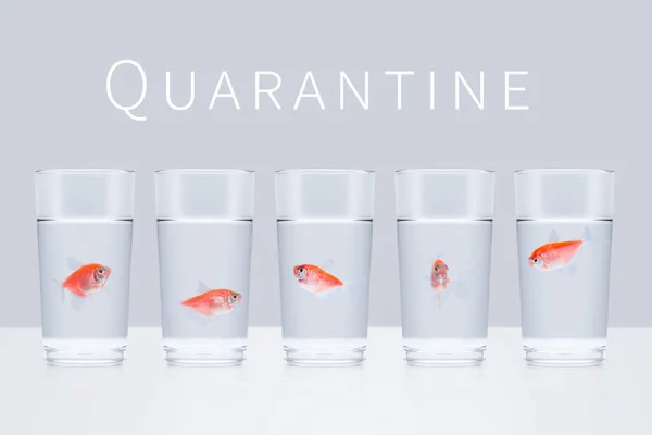 Five Red Aquarium Fish Swim Separate Glasses Gray Background Word — Stock Photo, Image