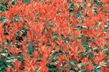 Fotinya çalısı, sığ bir alan derinliğiyle (kırmızı robin) yaprakları bırakır. Seçici odaklanma. Soyut kırmızı yeşil doku arkaplanı