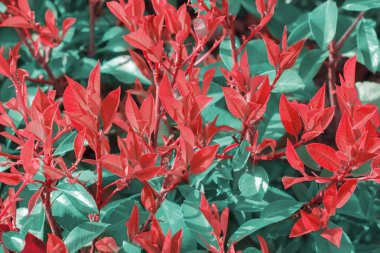 Photinia fraseri çalısı (kırmızı nar bülbülü) sığ bir alan derinliğine sahiptir. Soyut kırmızı yeşil doğal doku arkaplanı