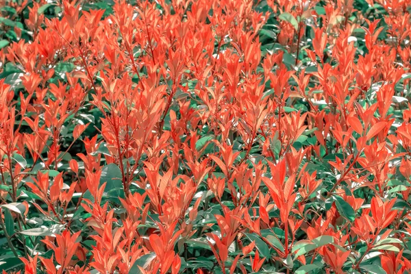 Listy Keře Photinia Červená Červeň Mělkou Hloubkou Pole Selektivní Soustředění — Stock fotografie