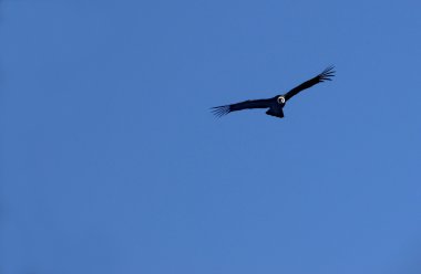 Condor ücretsiz uçar