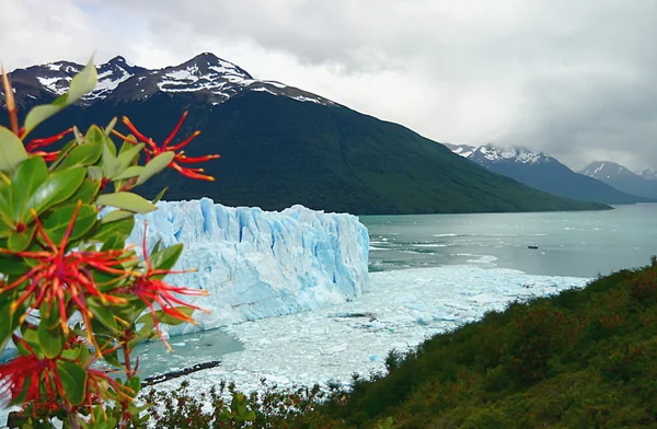 Buzul üzerinde Pring