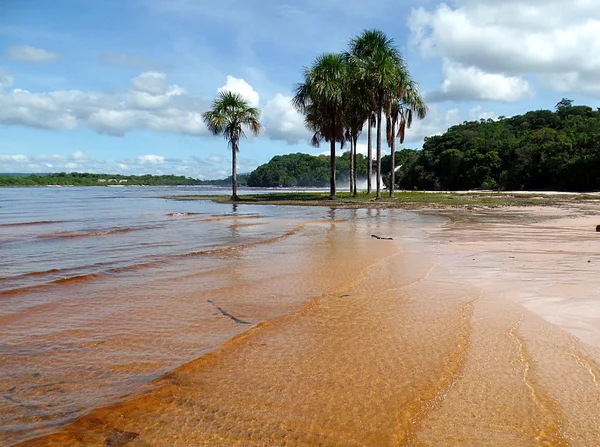 Canaima Lagoon palmiye ağaçları