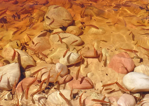 Canaima küçük balık