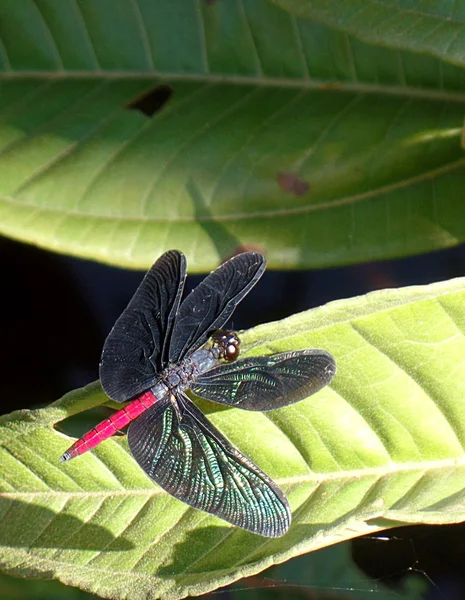 Ejderha Canaima sinek