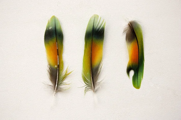 Pluma tres piezas de pájaro multicolor —  Fotos de Stock