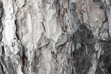 Arka plan doku. Tasarımınız için fotoğraf.