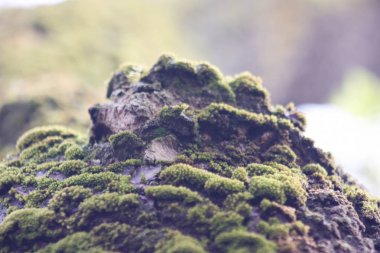 Ağaçta moss. Yosun yükseldi. Fotoğraf
