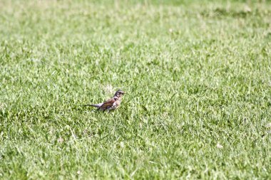 Çimenlerin üzerinde yürümek için bir kuş. Uçmak için değil