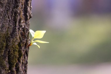 Bir ağacın bir filiz. yeni bir hayat. Fotoğraf tasarımı için