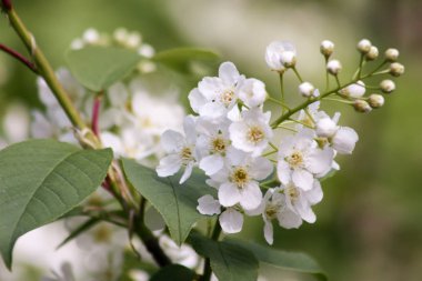 Elma çiçeği. Tasarımınız için fotoğraf