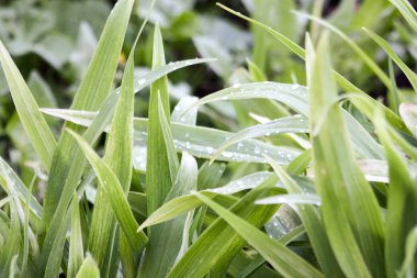Çimen çiy sabah ile. Yeşil