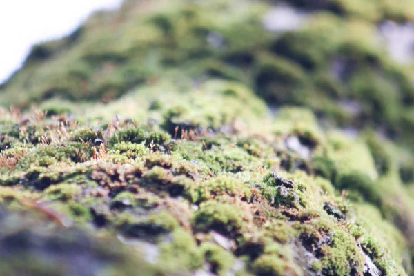 Moss numa árvore. A cidade de um musgo — Fotografia de Stock
