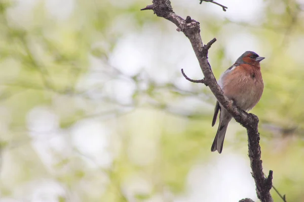 A bird on a tree branch with place under the text — Stock Photo, Image