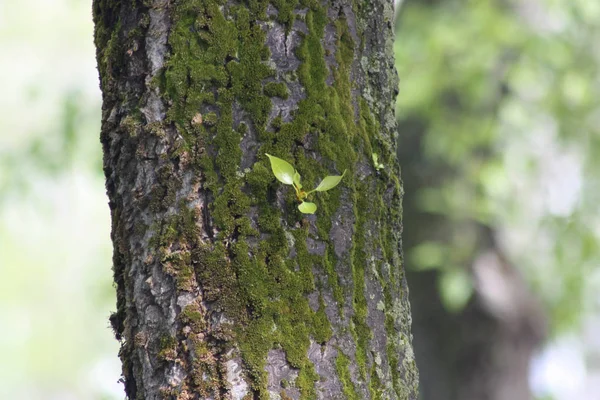 Um broto de madeira na casca de uma árvore velha — Fotografia de Stock