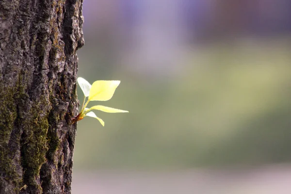 Ein Spross eines Baumes. Neues Leben. Foto zur Gestaltung — Stockfoto