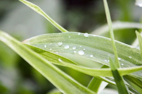 Grass with dew morning. Photo for your design — Stock Photo, Image