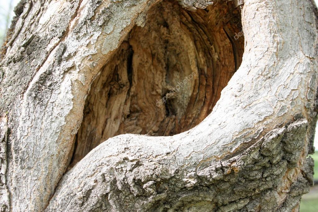 Hollow tree. Hole, house for animals