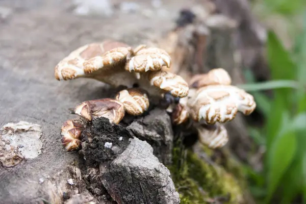 Paddestoelen op hennep. Foto voor uw ontwerp — Stockfoto