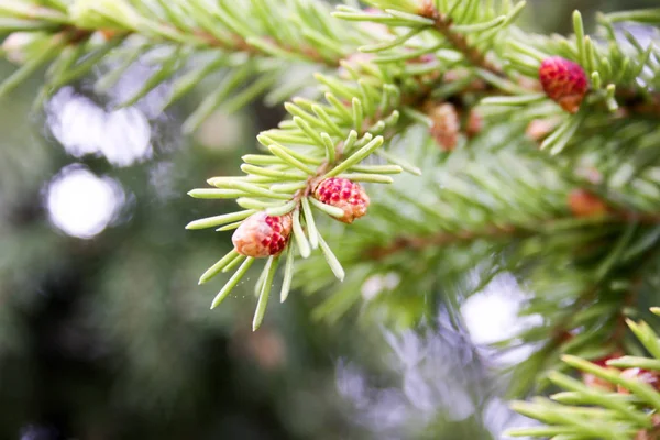 Noel ağacı ile taze genç Şubesi — Stok fotoğraf