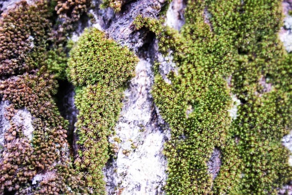 Moss na casca de uma árvore. Foto para o seu design — Fotografia de Stock