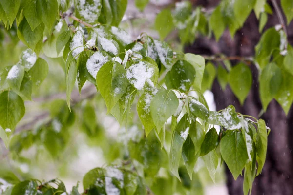 Bladeren in de sneeuw. Groene zomer — Stockfoto