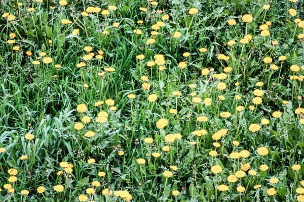 Campo de diente de león. Vista superior. Foto para su diseño —  Fotos de Stock