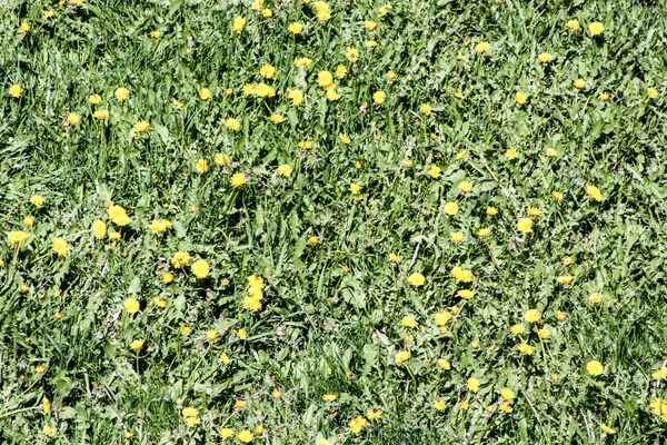 Field of dandelions. Photo for your design — Stock Photo, Image