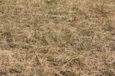 Kuru sonbahar çimleri geldi. 1 Eylül