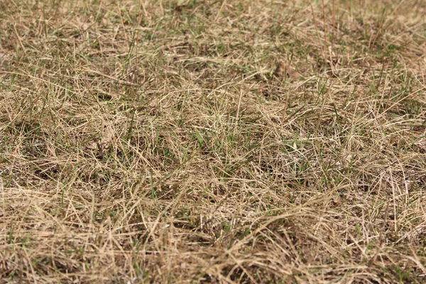 Kuru sonbahar çimleri geldi. 1 Eylül