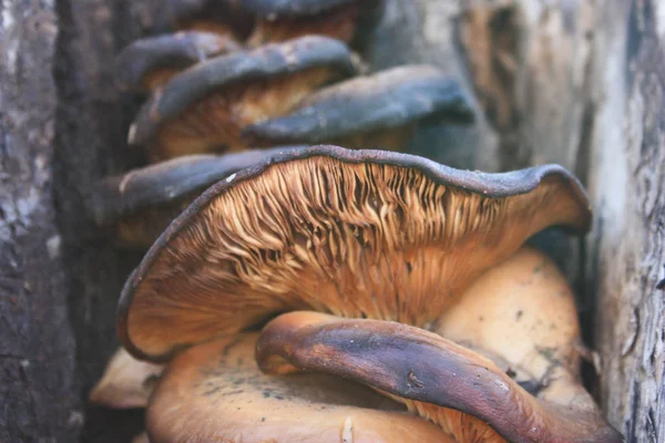 Há muitos cogumelos na árvore no latido. — Fotografia de Stock
