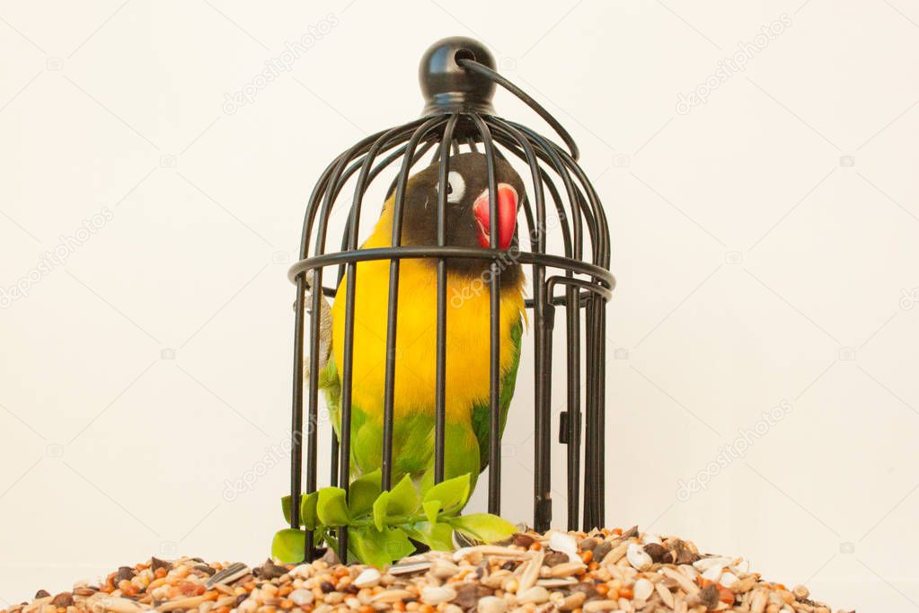 Bird in a cage. Restriction of space