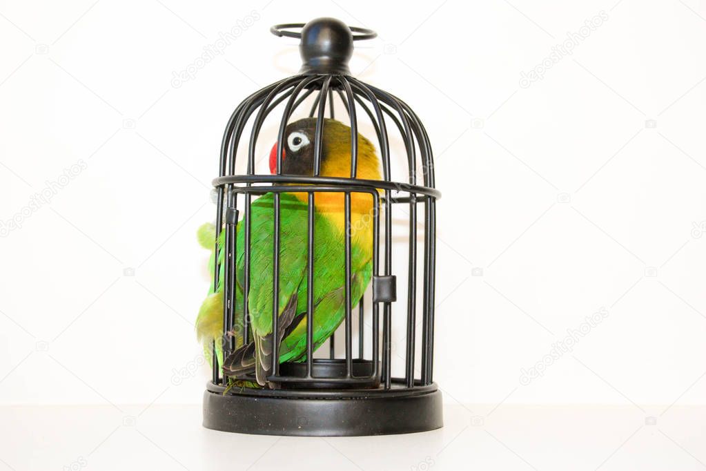 Caught. Parrot in a cage on a white