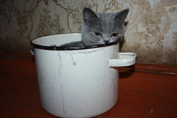 Macska állat rossz bánásmód. Szegény, a fogva tartás feltételei — Stock Fotó
