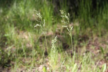 kulak. Tasarımınız için fotoğraf