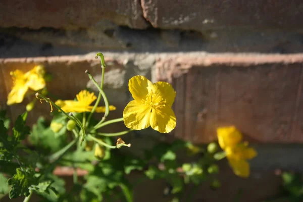 Fleur près du mur de briques. Photographie — Photo