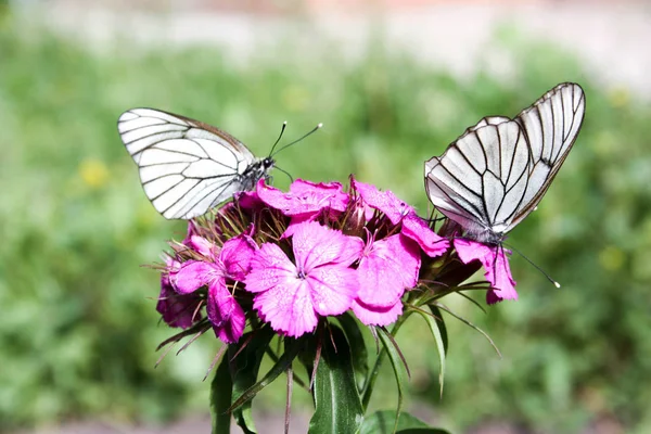 Concept of diet. A white butterfly — Stock Photo, Image
