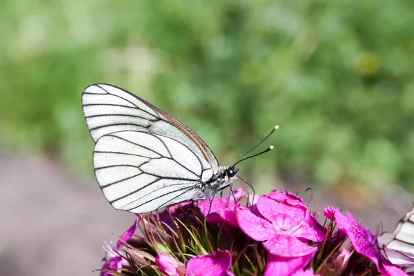 Concetto cena leggera. Una farfalla bianca — Foto Stock