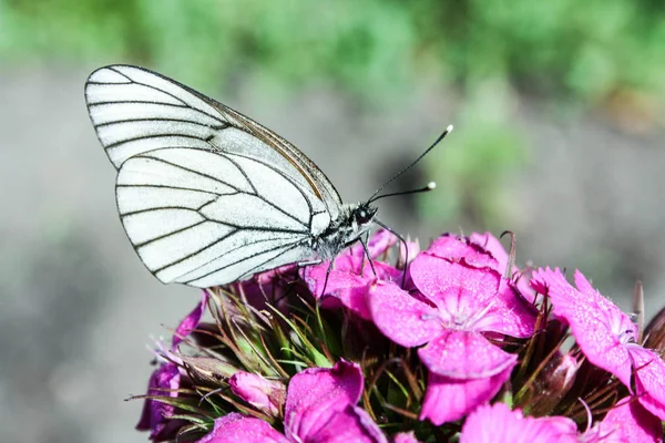 Una farfalla bianca con nero — Foto Stock