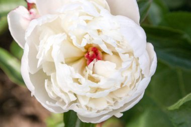 Beyaz çiçek. Büyük bir bud düğün gelin oldu