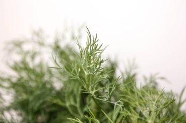 beyaz zemin üzerine taze dereotu