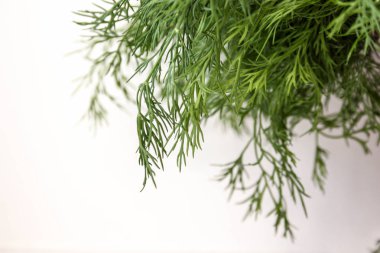 Dereotu bir beyaz zemin üzerine yeşil. Yatay