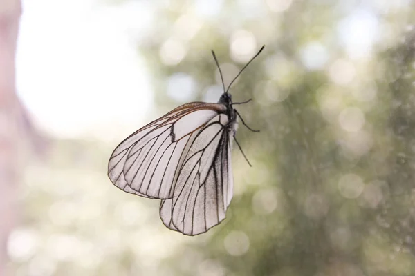 Konzept der Langeweile. ein Schmetterling — Stockfoto