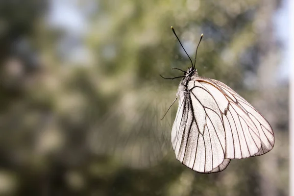 Farfalla sul vetro con il suo riflesso a strisciare — Foto Stock