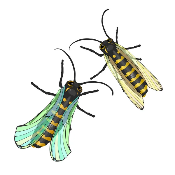 Dva pruhované včely — Stockový vektor